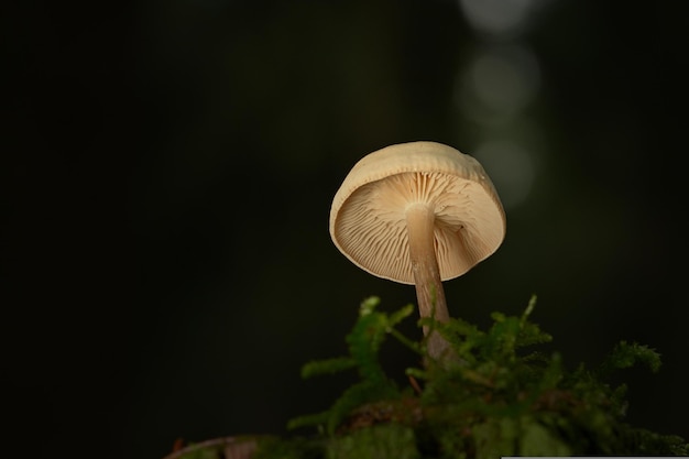 mushrooms in the forest