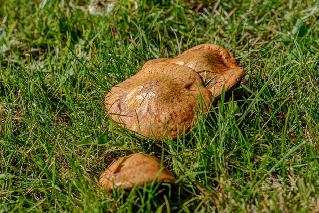 Mushrooms in forest