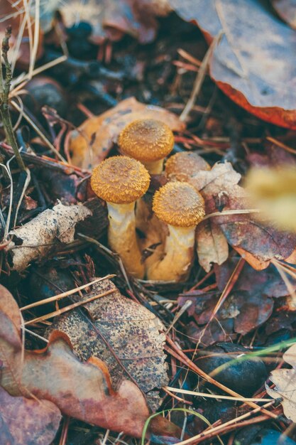 Foto funghi nel bosco