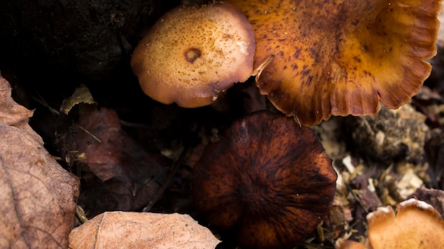 Mushrooms from above in the forest