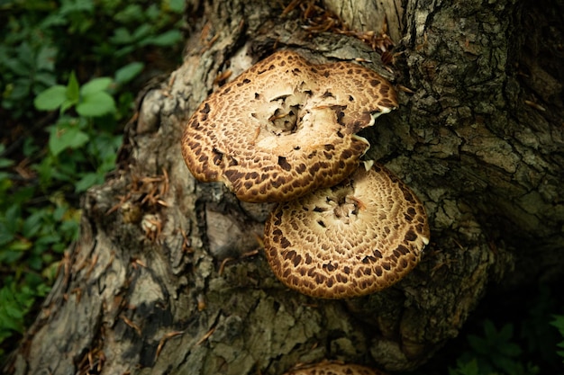 Mushrooms or fungus on a tree in forest