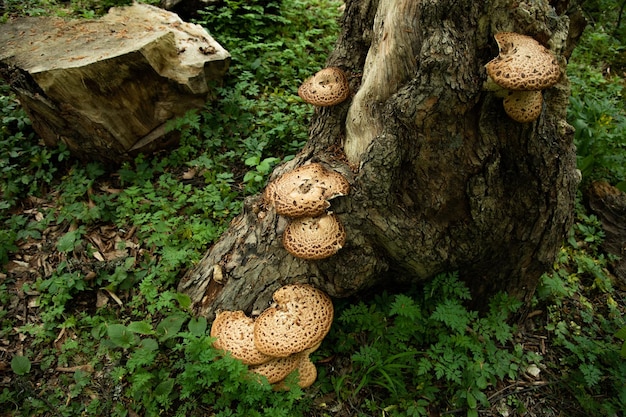 Mushrooms or fungus on a tree in forest