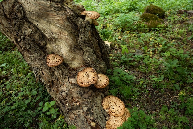 Mushrooms or fungus on a tree in forest