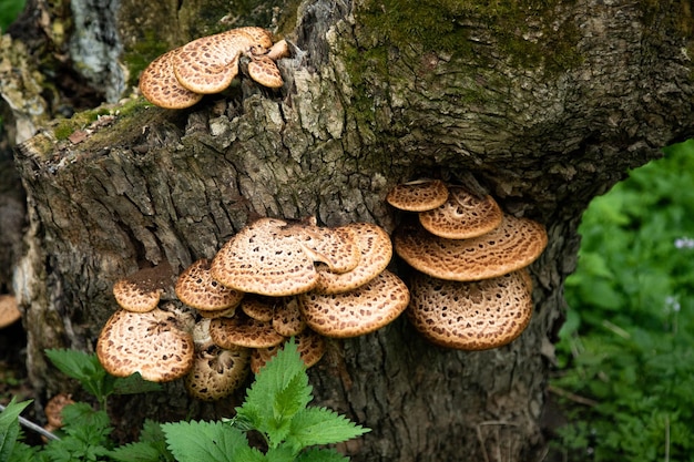 Mushrooms or fungus on a tree in forest