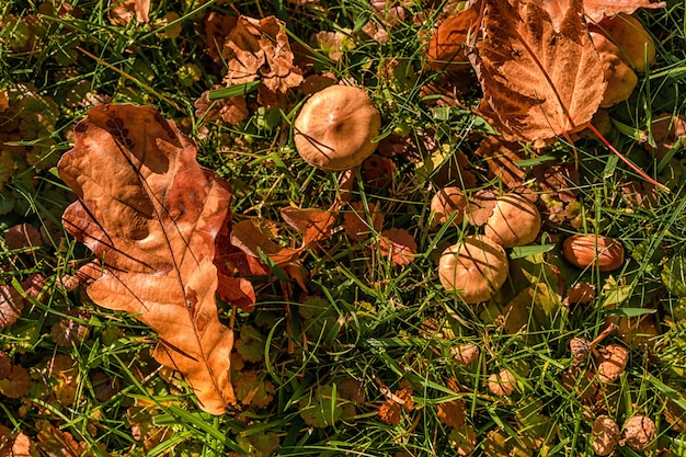 Mushrooms in the grass in autumn