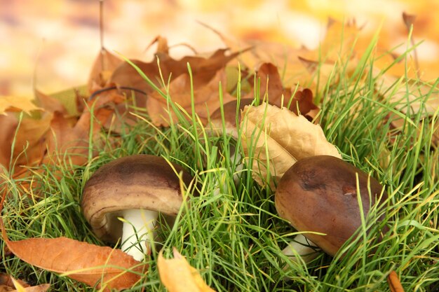 Mushrooms in grass on bright background