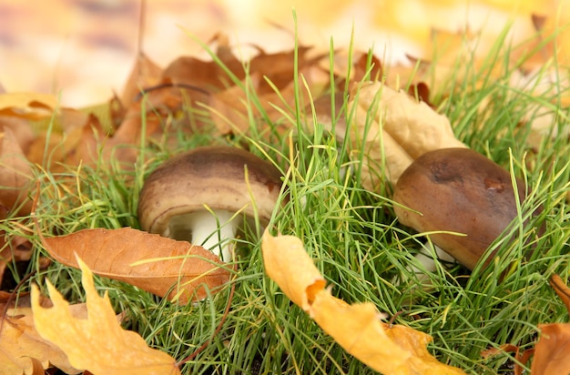 Mushrooms in grass on bright background