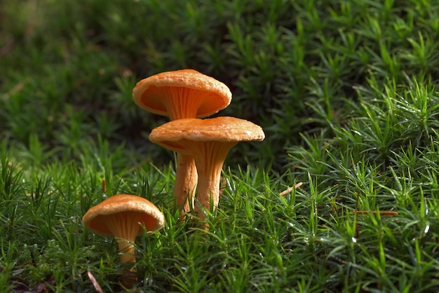 mushrooms in the grass