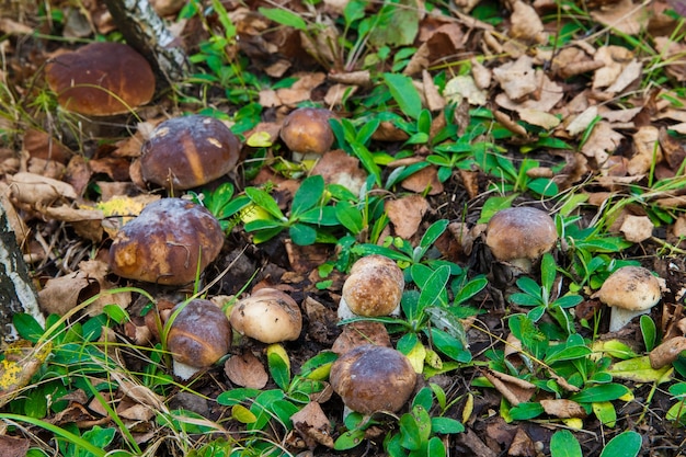 Mushrooms grow in the forest in a clearing