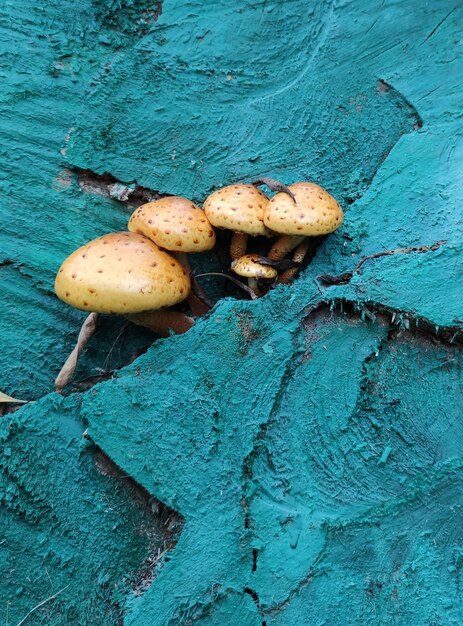 I funghi crescono su un ceppo dipinto con la vernice