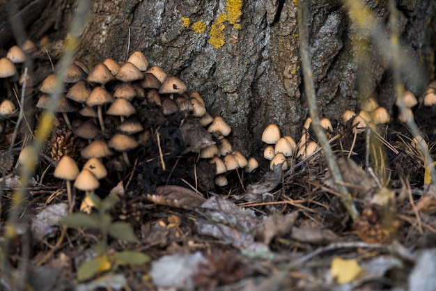 Mushrooms grow on the tree. poisonous wild