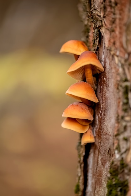 Mushrooms grow on the trunk of tree from under the bark