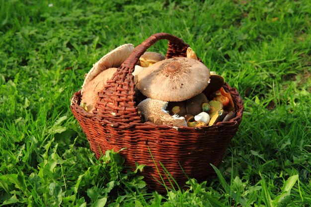 Mushrooms growing in basket on field
