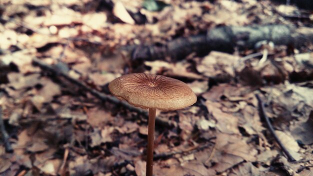 Photo mushrooms growing on field