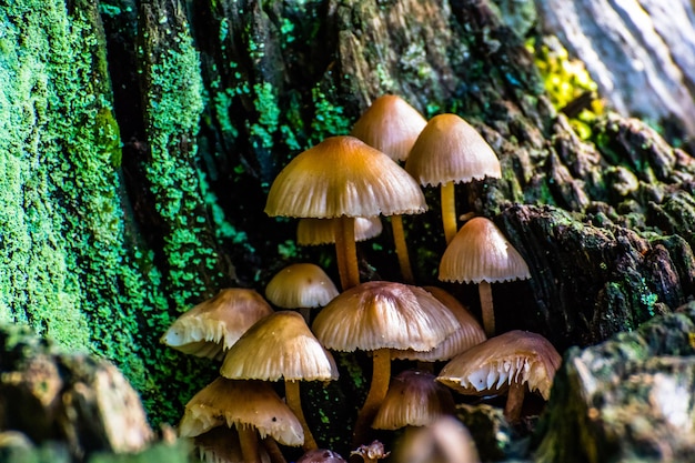 Mushrooms growing in forest