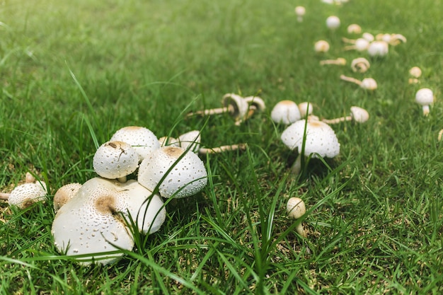 mushrooms growing on green grass