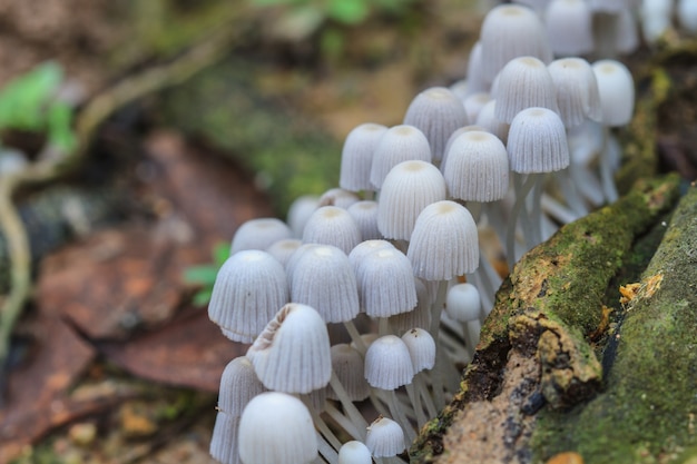 Mushrooms growing on a live tree in the forest