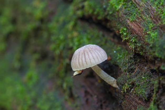 숲에서 살아있는 나무에 성장하는 버섯