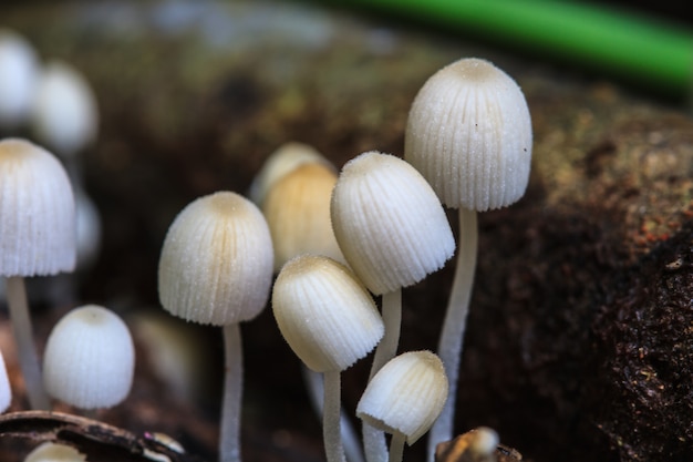 Mushrooms growing on a live tree