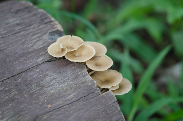 Photo mushrooms growing on a live tree