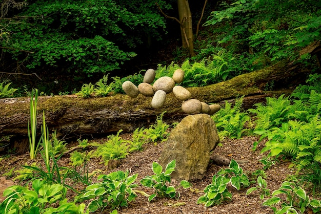 사진 숲 의 바위 에 자라는 버섯