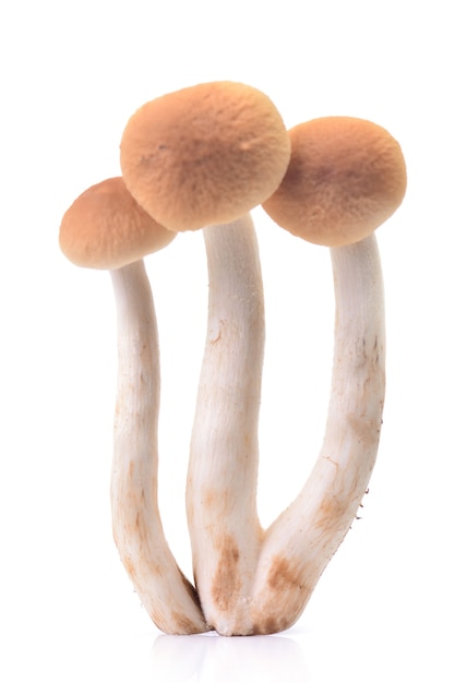 버섯 꿀 agarics