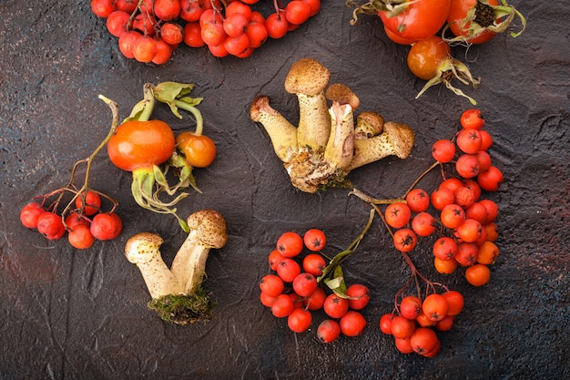 Photo mushrooms honey agarics