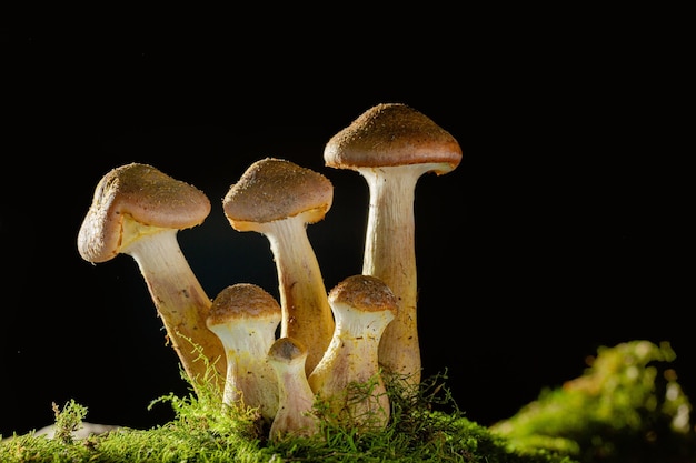 Mushrooms of honey mushrooms close up on a dark background grow in the forest