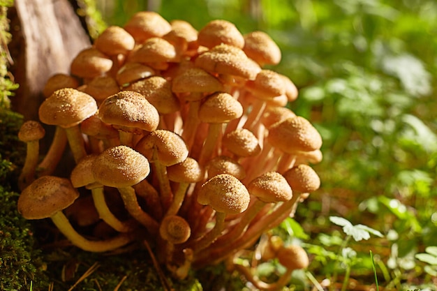 Mushrooms of honey mushrooms grow in the forest near an old stump. A sunny summer or autumn day. Close-up.