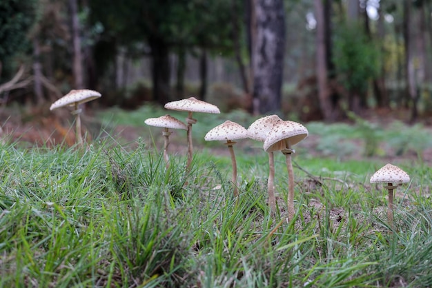 사진 숲의 버섯. macrolepiota procera 버섯 세트