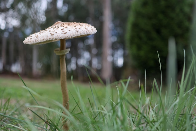 사진 숲의 버섯. 고리가 보이도록 열린 macrolepiota procera