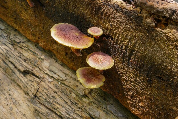 Mushrooms on a log with the word fire on it