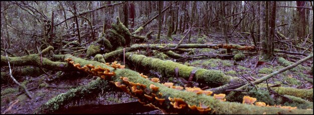 mushrooms on log in wood