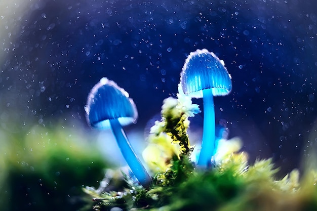 Mushrooms macro nature wild background