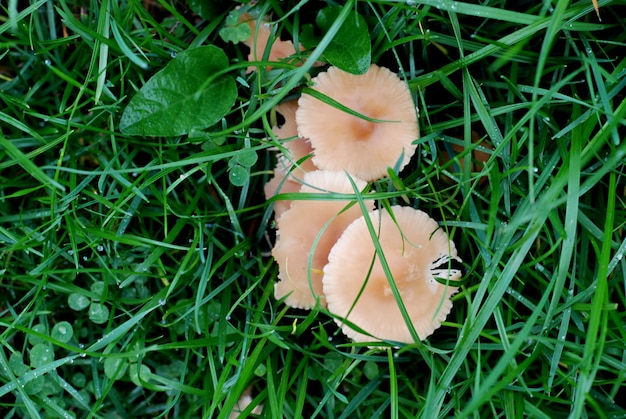 Photo mushrooms in nature