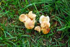 Photo mushrooms in nature