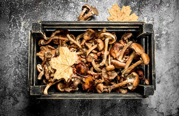 Mushrooms in an old box.