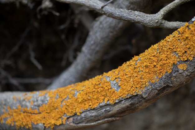 Foto funghi sul vecchio ramo di un albero