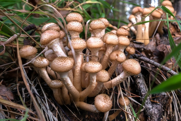 Mushrooms opyat in the forest in autumn close-up.