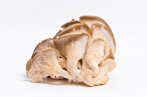 Mushrooms oyster mushrooms isolated on white