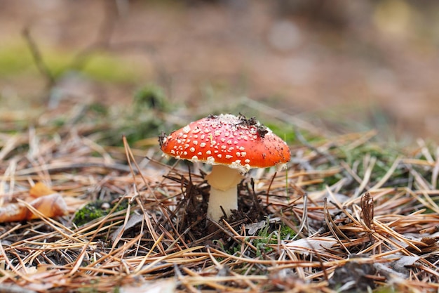 mushrooms in a pine forest