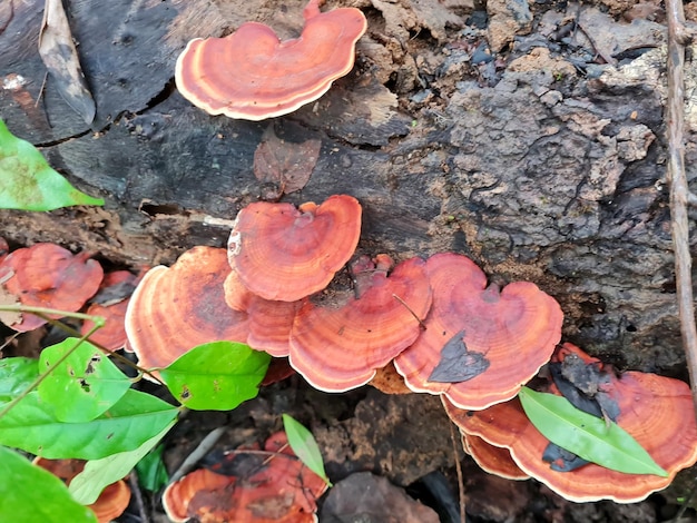 Mushrooms Pycnoporus cinnabarinus on dead tree