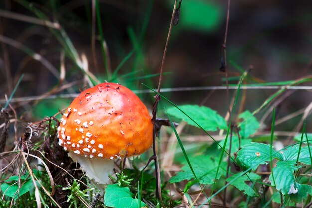 Foto serie di funghi: fly amanita (amanita muscaria)