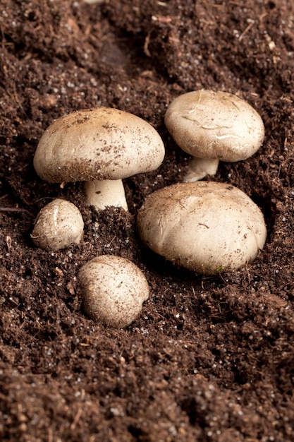 Mushrooms in soil