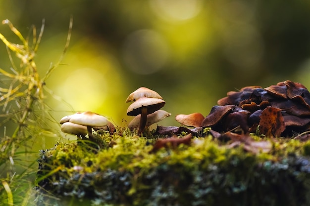 Mushrooms on thin legs with dark and light brown caps grow on a mossy stump