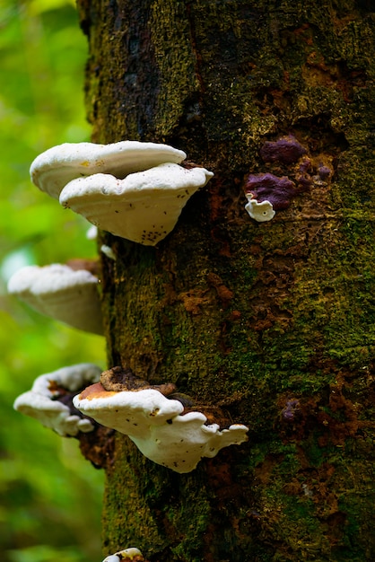 Mushrooms on a timber in nature