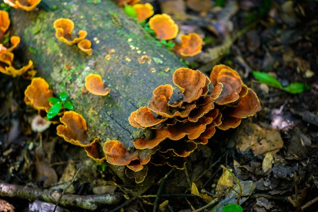 Mushrooms on a timber in nature