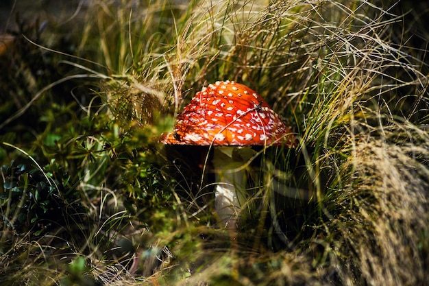 Mushrooms toadstools in nature