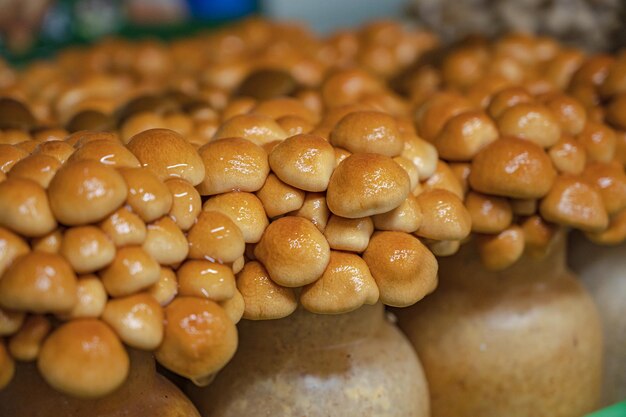 Mushrooms on top of a pile of mushrooms