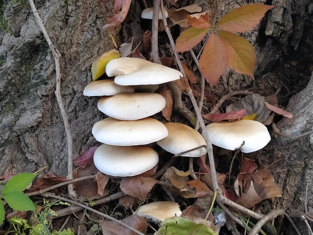 Mushrooms on the tree Black growths on the bark Poisonous mushrooms are parasites Pale toadstools in the forest Danger for the mushroom picker